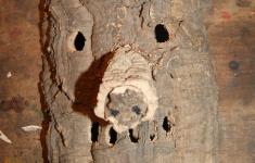 Máscara de cortiça 1